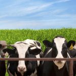 animal feed