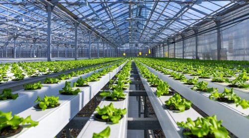 Humic Acids Used for Hydroponics