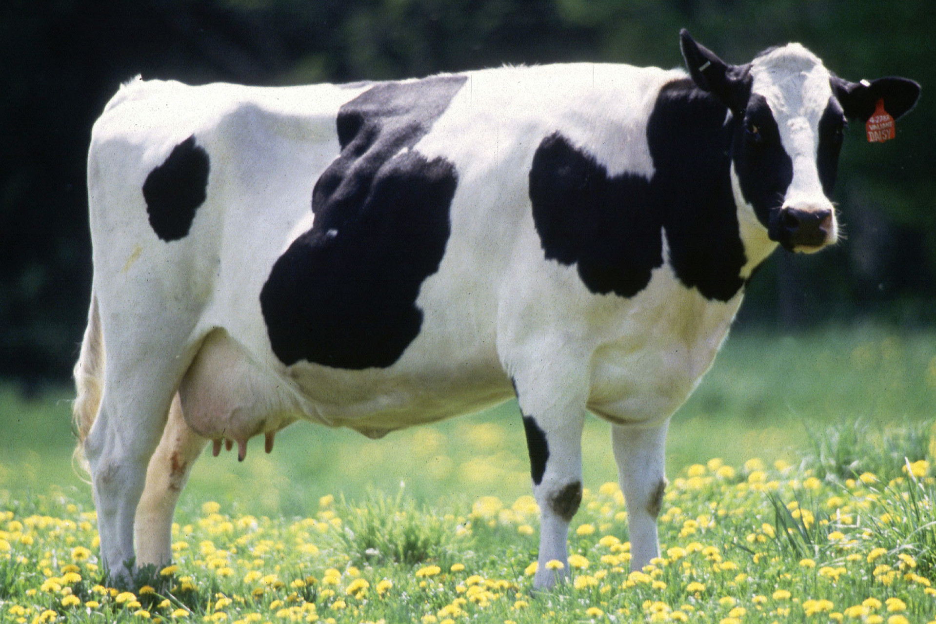 humic acid used in animal feed