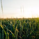 Best humic acid fertilizer for crops