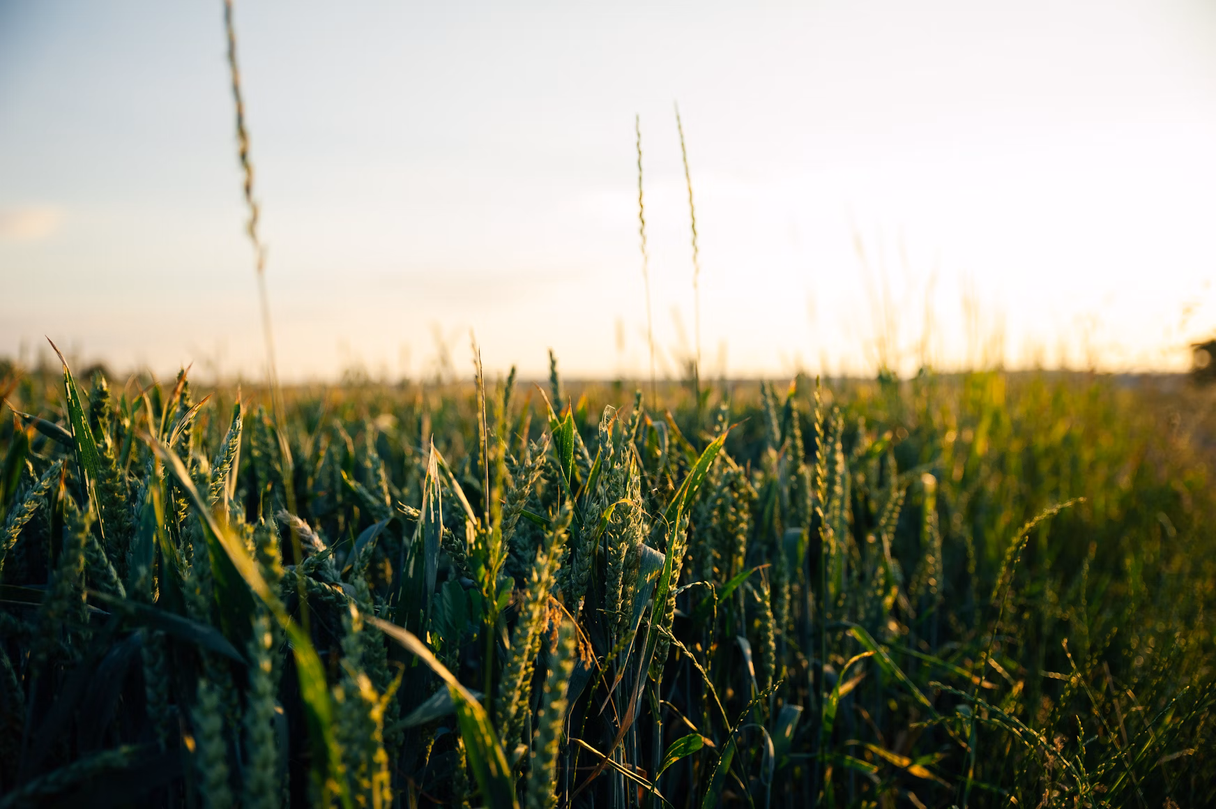 Best humic acid fertilizer for crops