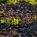 Humic acid is used in heavy metal remediation