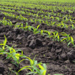 Potassium Humate benefits