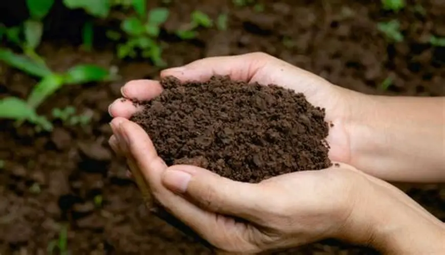 Potassium humate is used for soil health