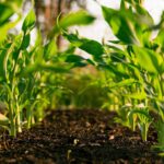 Potassium humate is used in fertigation