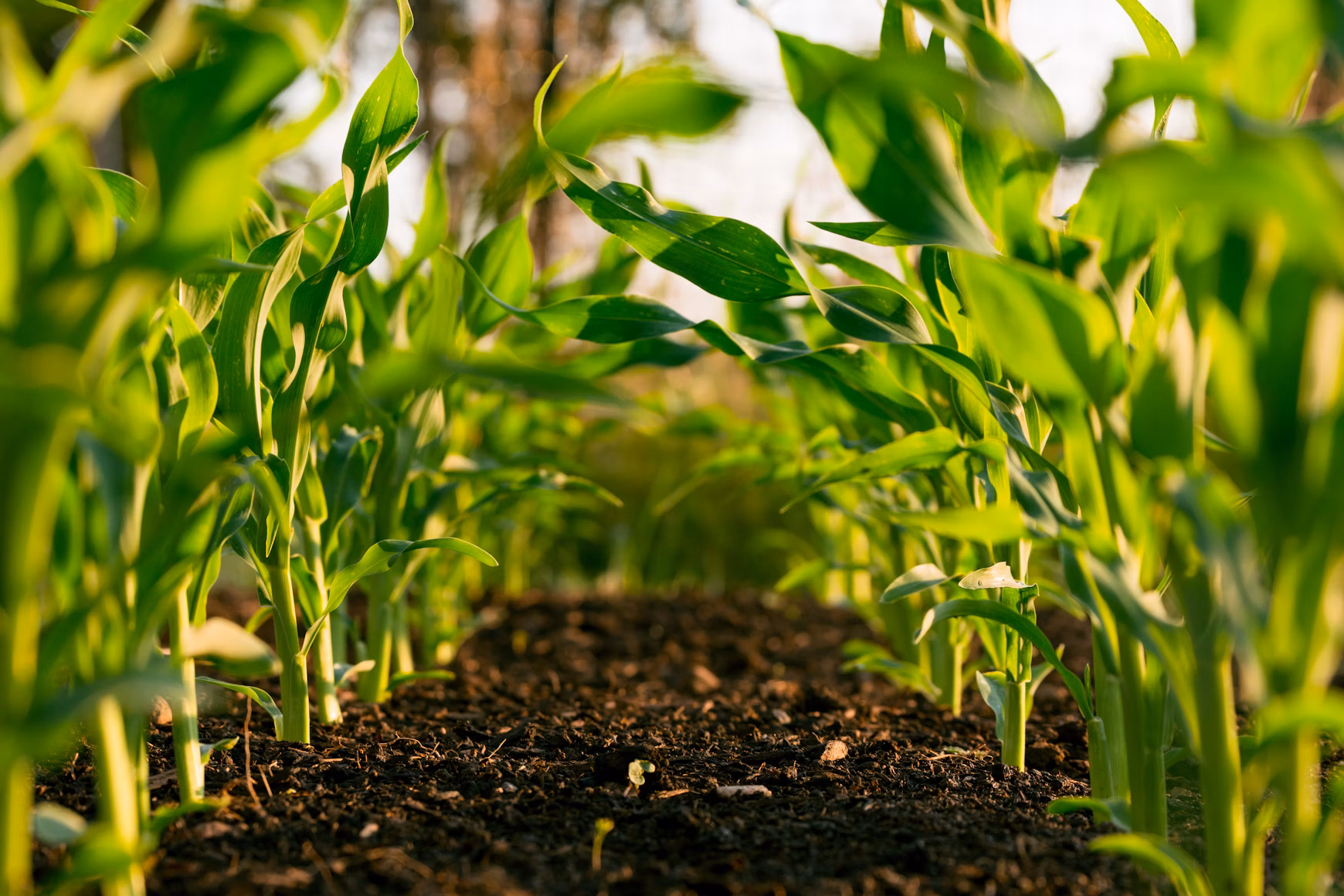 Potassium humate is used in fertigation