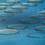 Sodium Humate for aquaculture
