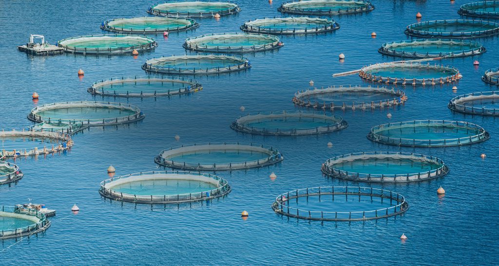 Sodium Humate for aquaculture