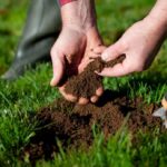 Sodium Humate is used as a soil conditioner