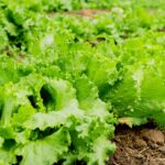 Cation exchange capacity of humic acid