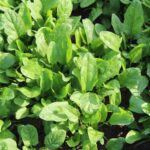 Humic acid is used for plant growth