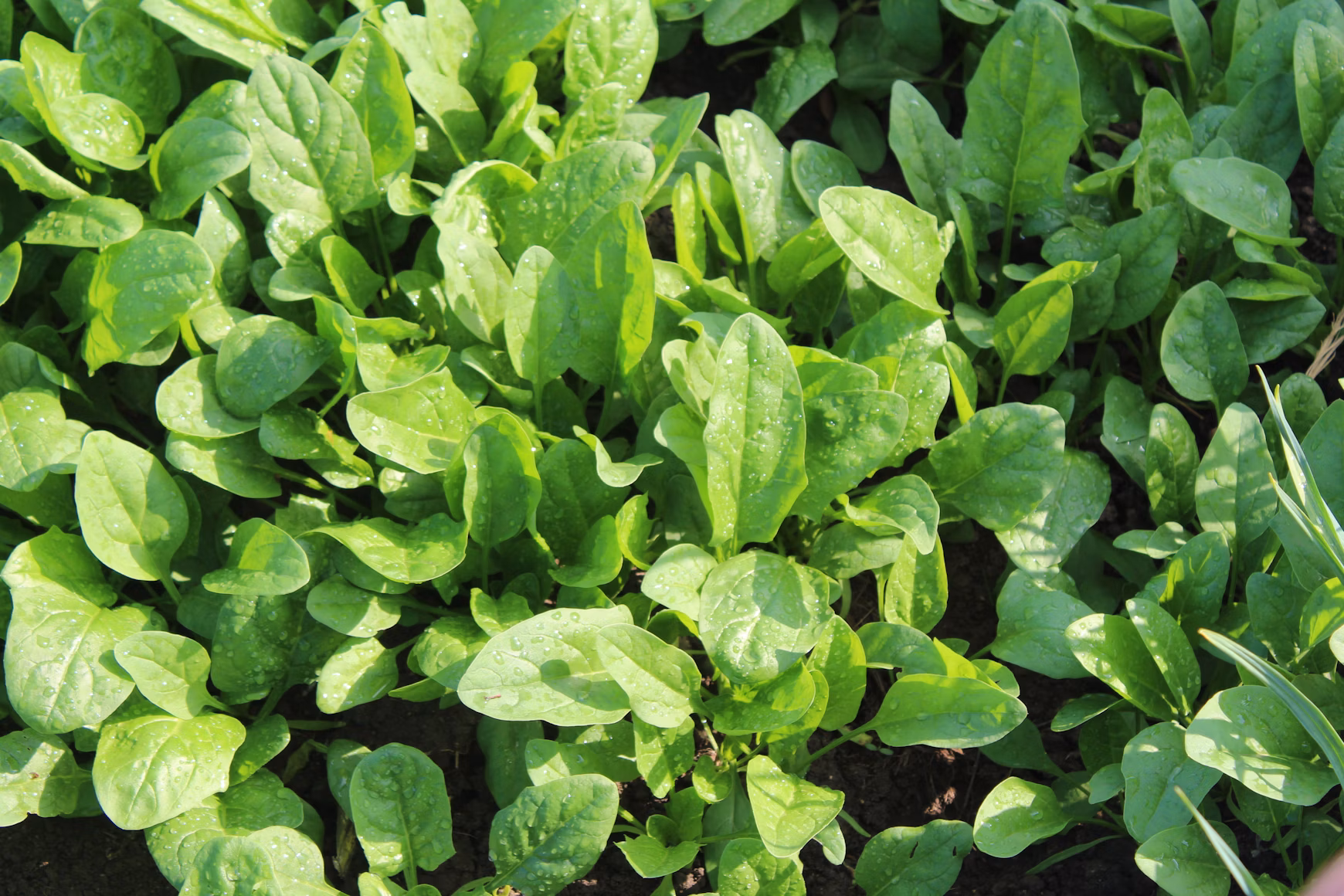 Humic acid is used for plant growth