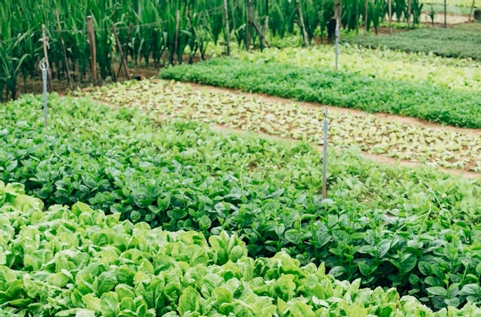 Bulk humate for agriculture