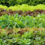 Fulvic acid food sources
