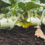 Humate for gardens