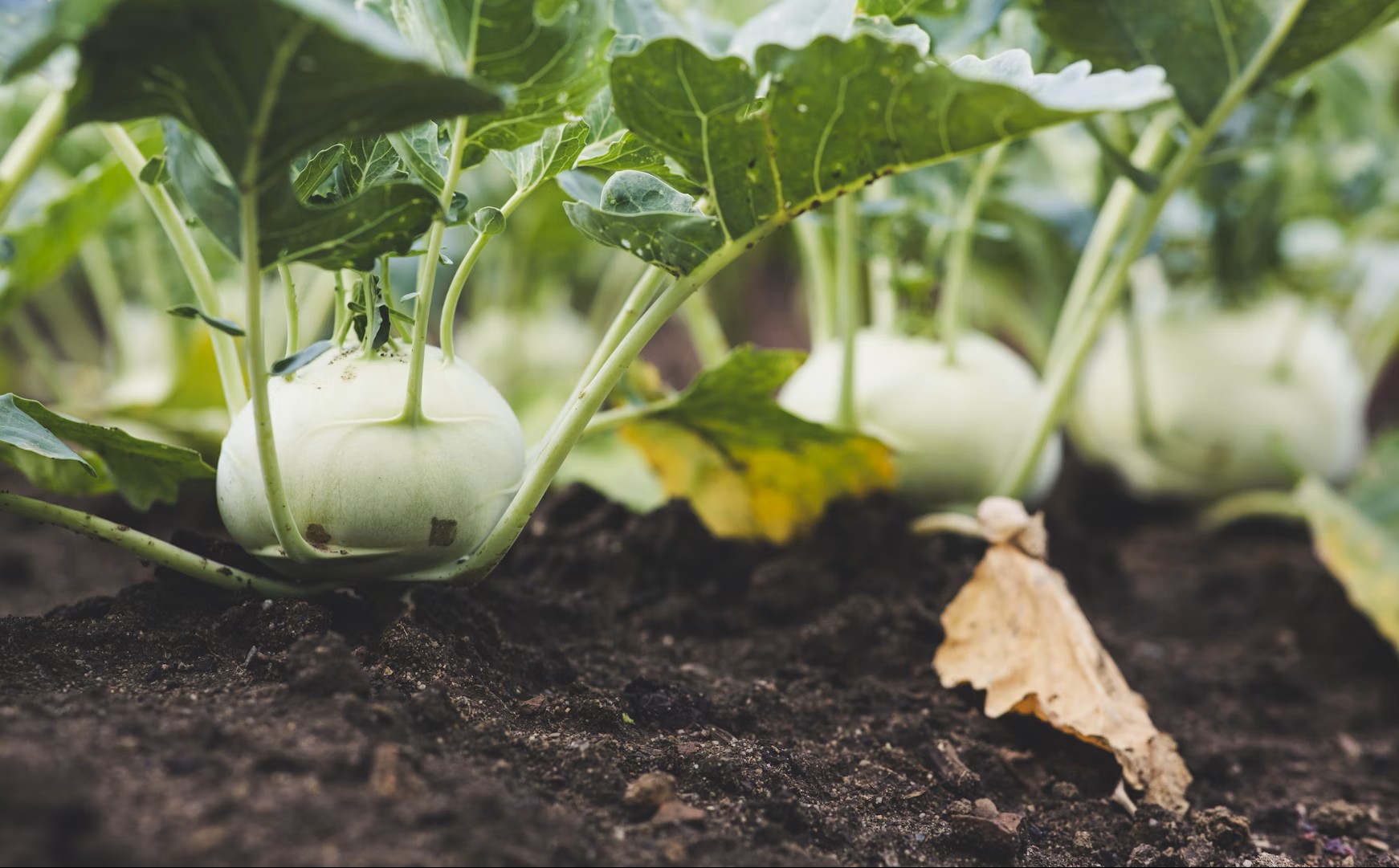 Humate for gardens