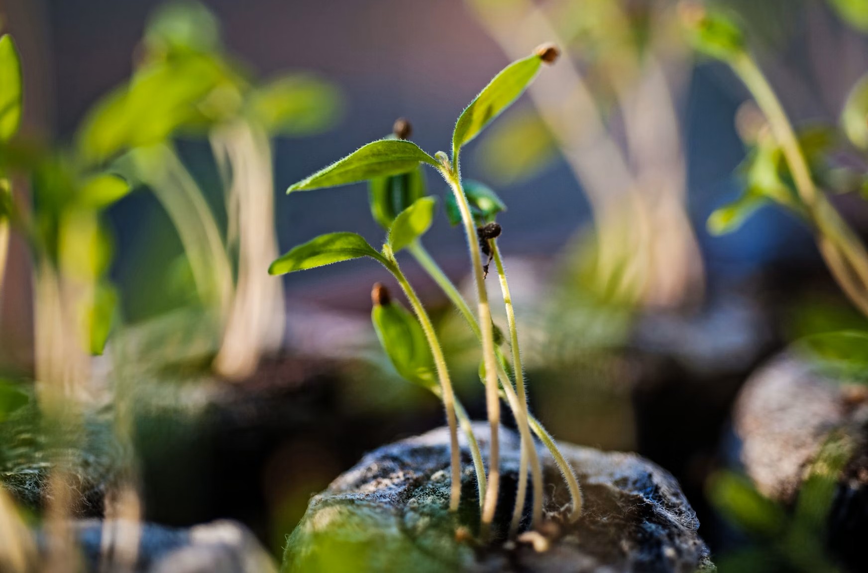 Humate for spring soil preparation