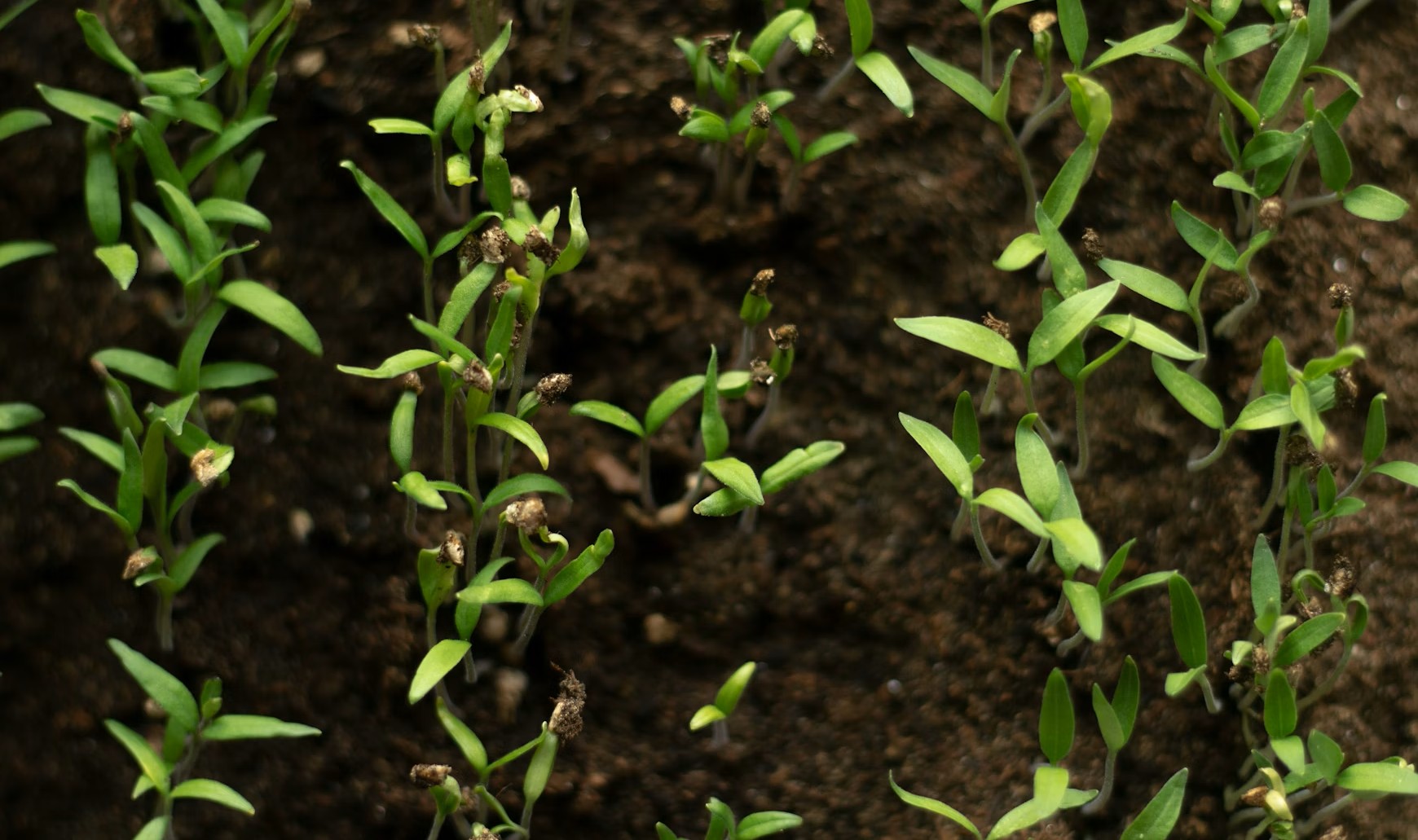 Potassium Fulvate